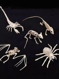 0709BA Halloween Animal Skeleton Artificial Bat Spider Lizard Room Escape Ghost House Decoration Ornaments Mouse Props