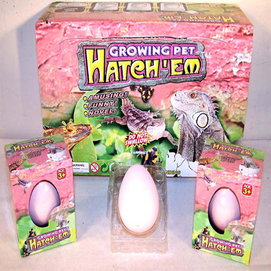 Wholesale Growing Lizard Eggs Watch as the Lizard Breaks Out of the Egg (Sold by the dozen)