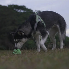 Rolling Dog Play Ball Puzzle and Chew Toy - Infinite Scrolling Rubber Ball Toy for Pets