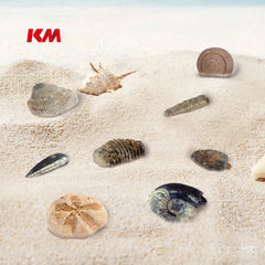 Sea Fossil Dig Educational Kit
