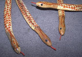 Wooden Wiggle Snakes 20" in Bulk